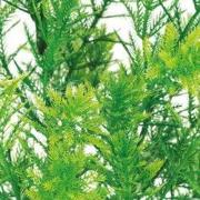 Sf art plant 25 cm hottonia