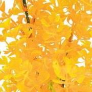 Sf art plant 25 cm ludwigia orange