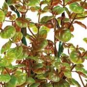 Sf art plant 25 cm rotala