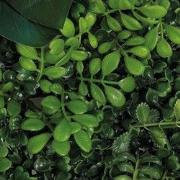 Repto Aquadistri plant achterwand mat 25x25 cm 2