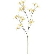 Tweedia spray yellow 69 cm Emerald