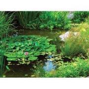 Tuinschilderij wilde vijver 70x50cm