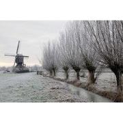 Tuinschilderij knotw winter 70x50cm