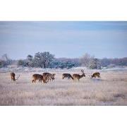 Tuinschilderij herten in snw 70x50