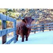 Tuinschilderij hoogl wntr 70x50