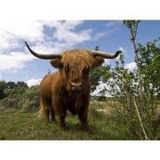 Tuinschilderij hooglander front 130x70