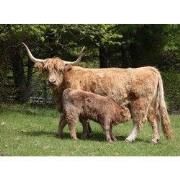 Tuinschilderij hoogl jonkie 130x70