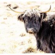 Tuinschilderij hooglander zw 70x50