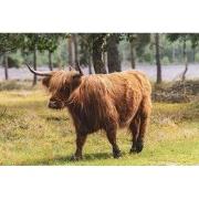 Tuinschilderij schots vee 70x50cm