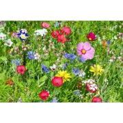 Tuinschilderij kleurrijke wei 70x50