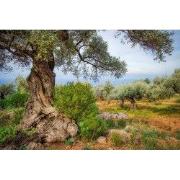 Tuinschilderij olijfboomgrd 130x70