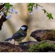 Tuinschilderij koolmees blsm 130x70