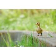 Tuinschilderij eendje 70x50cm grs