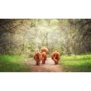 Tuinschilderij 4 hooglanders 70x50