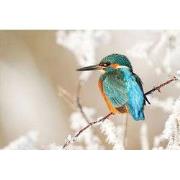 Tuinschilderij ijsvogel tak 70x50cm