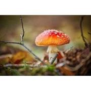 Tuinschilderij paddenst tak 130x70cm