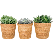 Vetplanten - Mix van 3 - Inclusief mand - Hoogte 30-35cm - ?17cm