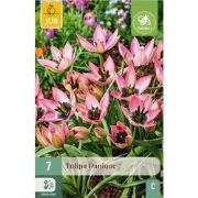 Tulipa danique 7st