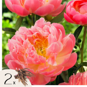 Pioenen - Set van 2 - Paeonia 'Pink Hawaiian ' - Wortelstokken - Roze