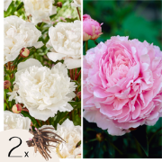 Pioenen - Set van 2 - Paeonia - Wortelstokken - Roze