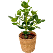 Varkensboom - Clusia rosea 'Princess' - Inclusief mand - Hoogte 50-60c...