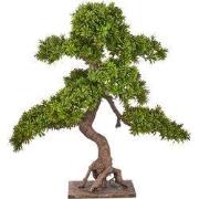 Kopu 7-stammen Podocarpus macrophyllus Bonsai - 80 cm - houten voet