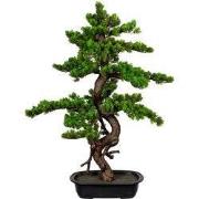 Myrtle Kopu Bonsai - circa 85 x 55 cm - in een zwarte plastic pot