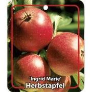 Malus Domestica Ingrid Marie