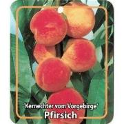Prunus Persica Kernechter vom Vorgebirge