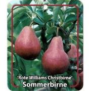 Pyrus Communis Rote Williams Christbirne