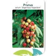 Prunus Avium Bigarreau Napoleon