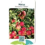 Malus Domestica Elstar