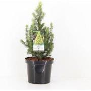 Picea glauca jw daisys white