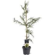 Cryptomeria jap. Rasen 80-100 cm Conifeer