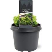 Chamaecyparis obtusa Butterball 15-20 cm Conifeer