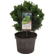 Chamaecyparis obt nana gracilis 50 cm