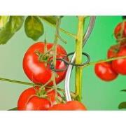 Tomatenplantringen dia. 65mm set a 25 stuks