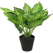 Calathea S groen