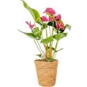 Flamingoplant - Anthurium 'Maine Pink' - Inclusief mand - Hoogte 55-70...