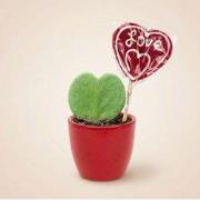 URBANJNGL - Sweetheart Plant Set - Groene Mini Gift - Pot & Plant Set ...