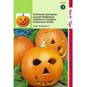 2 stuks - Pompoen Jack O Latern Cucurbita Pepo