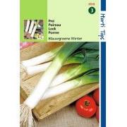 2 stuks - Prei Blauwgroene Winter, Sel. Hiverbleu