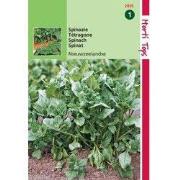 2 stuks - Spinazie Nieuwzeelandse