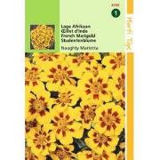 5 stuks - HT Tagetes, lage Afrikaan Naughty Marietta