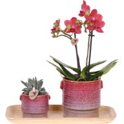 Kolibri Orchids | Gift set Aura | Roze Phalaenopsis orchidee Congo met...