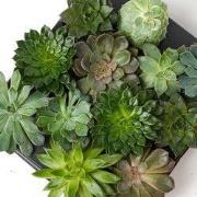 URBANJNGL - Set van 2 trays – Succulenten mix – Diverse succulenten in...