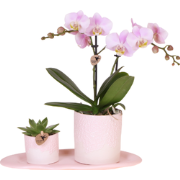 Kolibri Orchids | Gift Set Bloom roze | Roze Phalaenopsis orchidee Por...