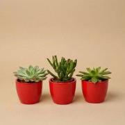 URBANJNGL - Succulenten set van 3 met rode mini pot - ? 8–12 cm