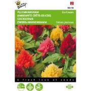 5 stuks - Celosia plumosa Ice Cream mixed Tuinplus