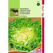 2 stuks - Krulandijvie De Meaux